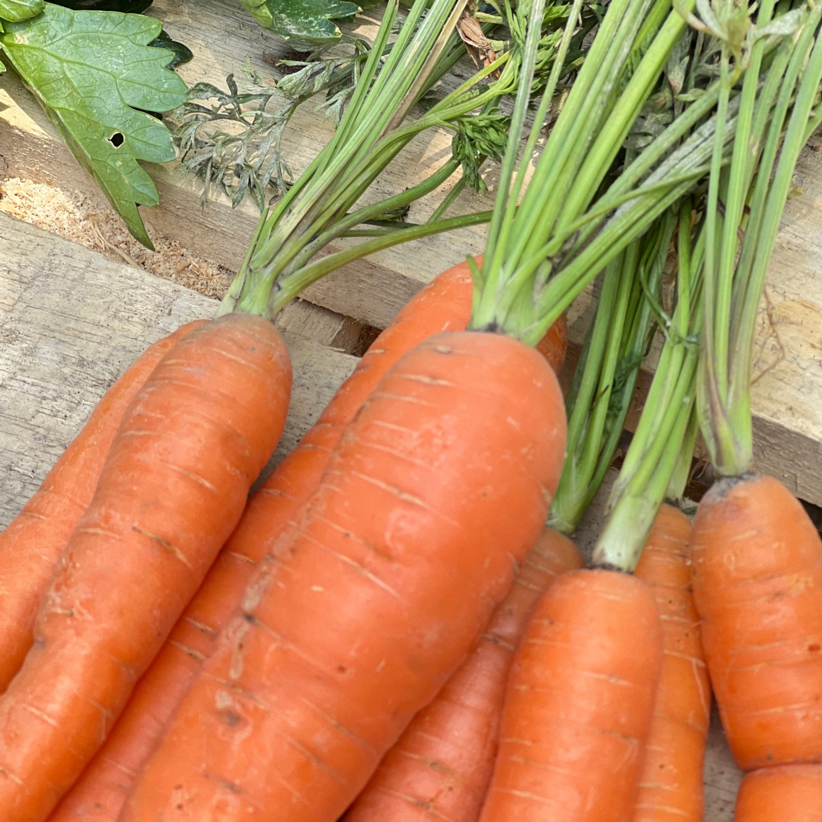 Zanahorias recién cosechadas con hojas sobre cajas de madera